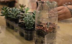 Oficina de Terrário promovido pelo Educativo do Museu