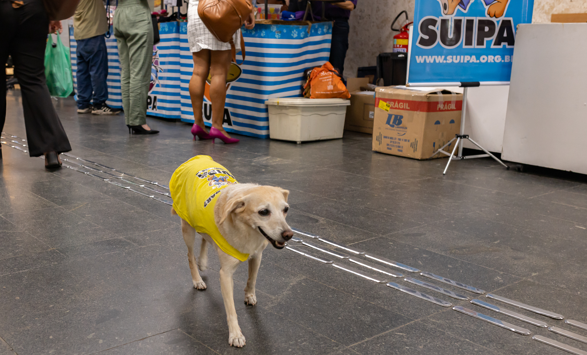A cadela Rose, mascote da Suipa, circulou na área da campanha para sensibilizar o público 