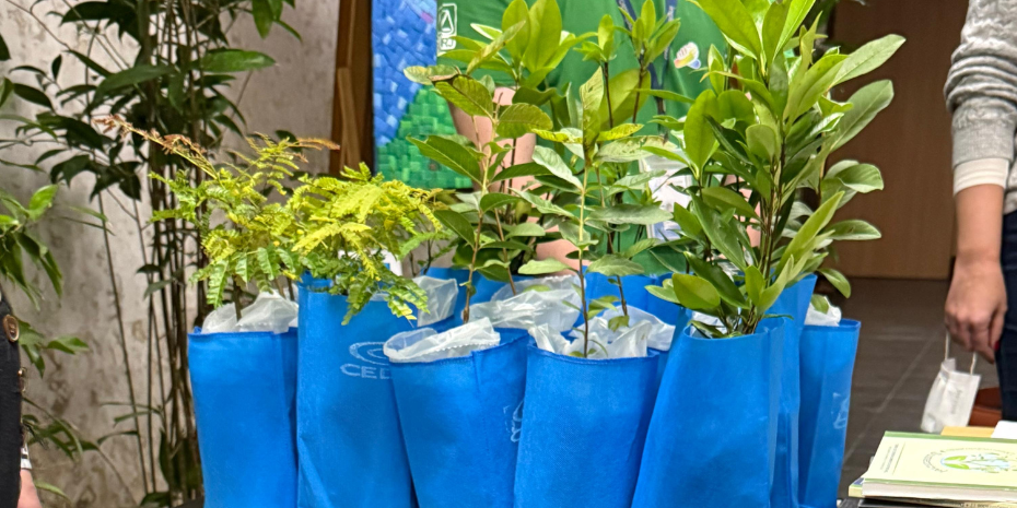 Fotos das mudas que foram distribuídas no Fórum Central