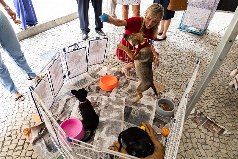 Cinco cães e três gatos foram disponibilizados para adoção no evento da Suipa em parceria com a SGSUS