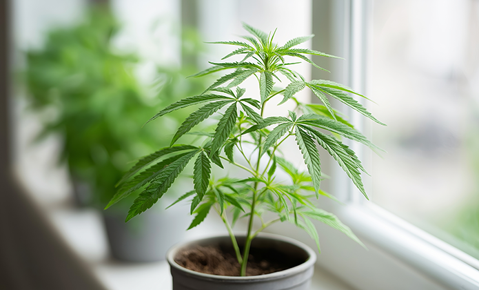 #ParaTodosVerem: Imagem mostra uma planta de cannabis em vaso, colocada próxima a uma janela, com outra planta desfocada ao fundo.