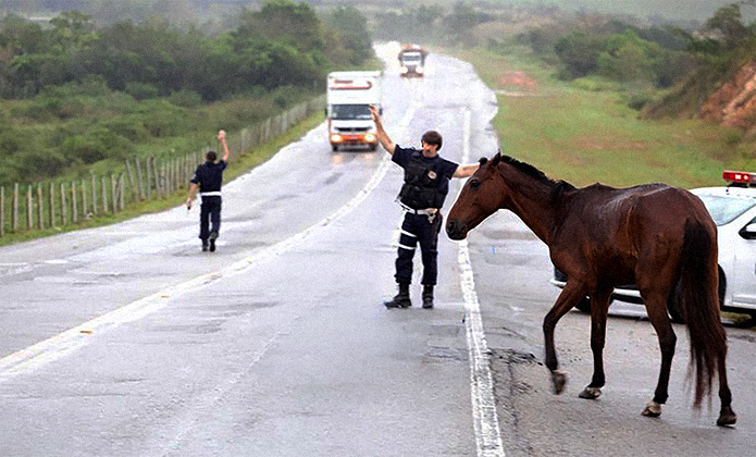 #ParaTodosVerem: Rodovia em área rural sob tempo chuvoso ou com pista molhada. Em primeiro plano, um cavalo marrom atravessa a estrada, enquanto agentes de segurança ou trânsito sinalizam para interromper ou controlar a circulação de veículos. Ao fundo, caminhões trafegam pela via cercada por vegetação. A cena destaca uma situação de risco no trânsito envolvendo animal solto em rodovia.