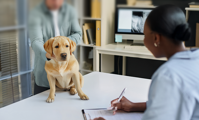 #ParaTodosVerem: Em uma sala de clínica veterinária, um cachorro de porte médio e pelagem dourada está apoiado com as patas dianteiras sobre uma mesa branca, olhando para a câmera. Atrás dele, um adulto, com o rosto desfocado, o segura levemente pelas laterais. Do outro lado da mesa, uma profissional, de jaleco claro e cabelo preso, escreve em uma prancheta enquanto observa o animal. Ao fundo, há uma tela de computador exibindo uma imagem de raio-X.